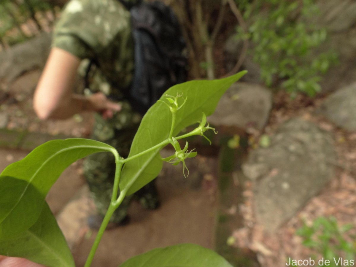 Blachia umbellata (Willd.) Baill.